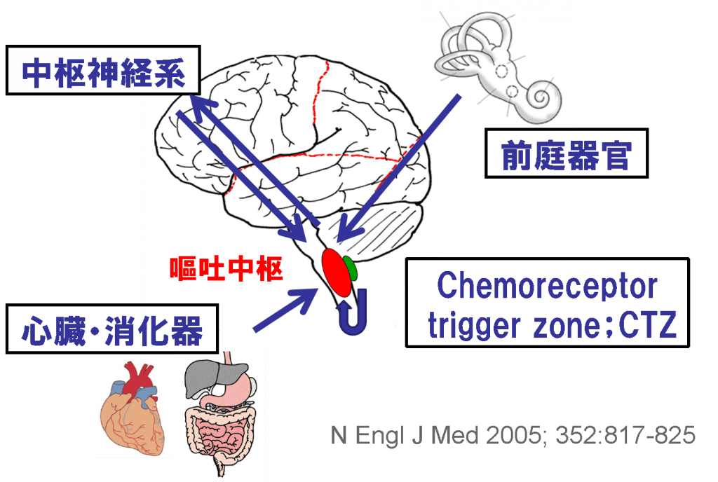 嘔吐中枢 Area Postrema Japaneseclass Jp